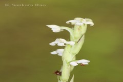 Habenaria crassifolia